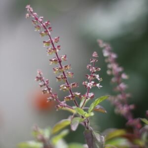 Tulsi (Holy Basil)